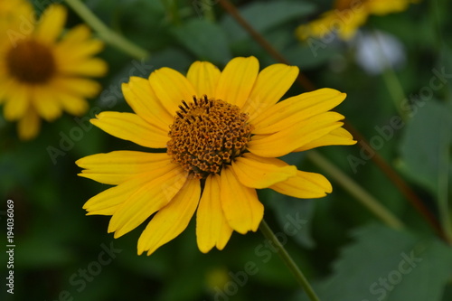 Heliopsis helianthoides. Perennial. Similar to the daisy. Tall flowers. Flowers are yellow. It's sunny. Garden. Floriculture. Horizontal photo