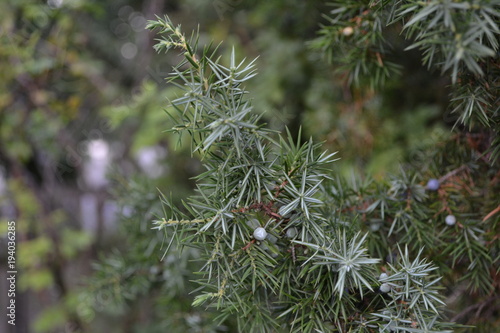 Juniper. Juniperus communis. The branches of a juniper. Juniper berries. Close-up. Flowerbed. Horizontal