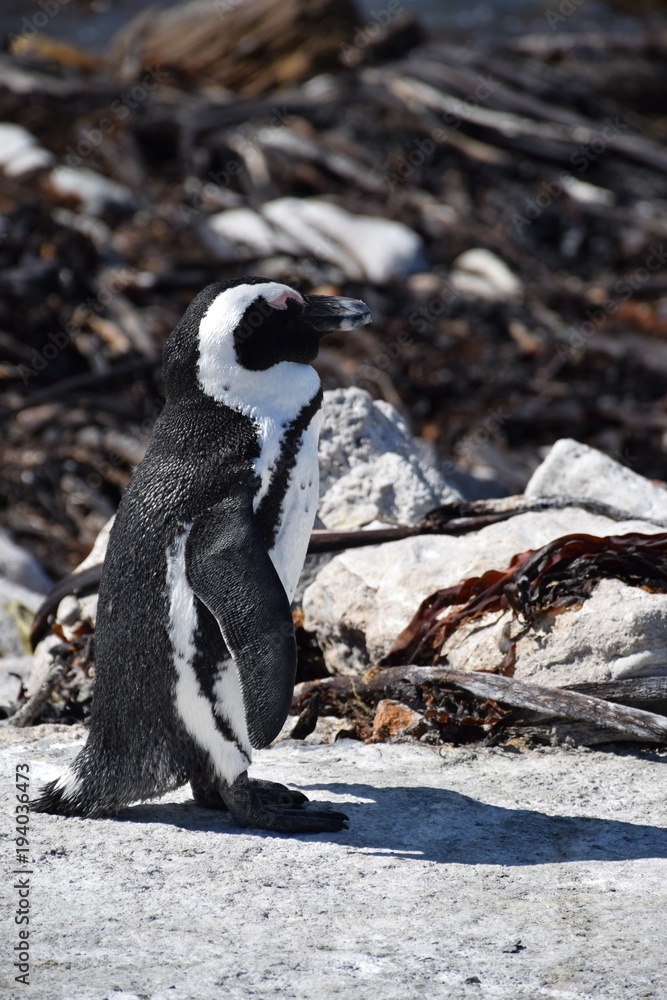 Naklejka premium Brillenpinguin