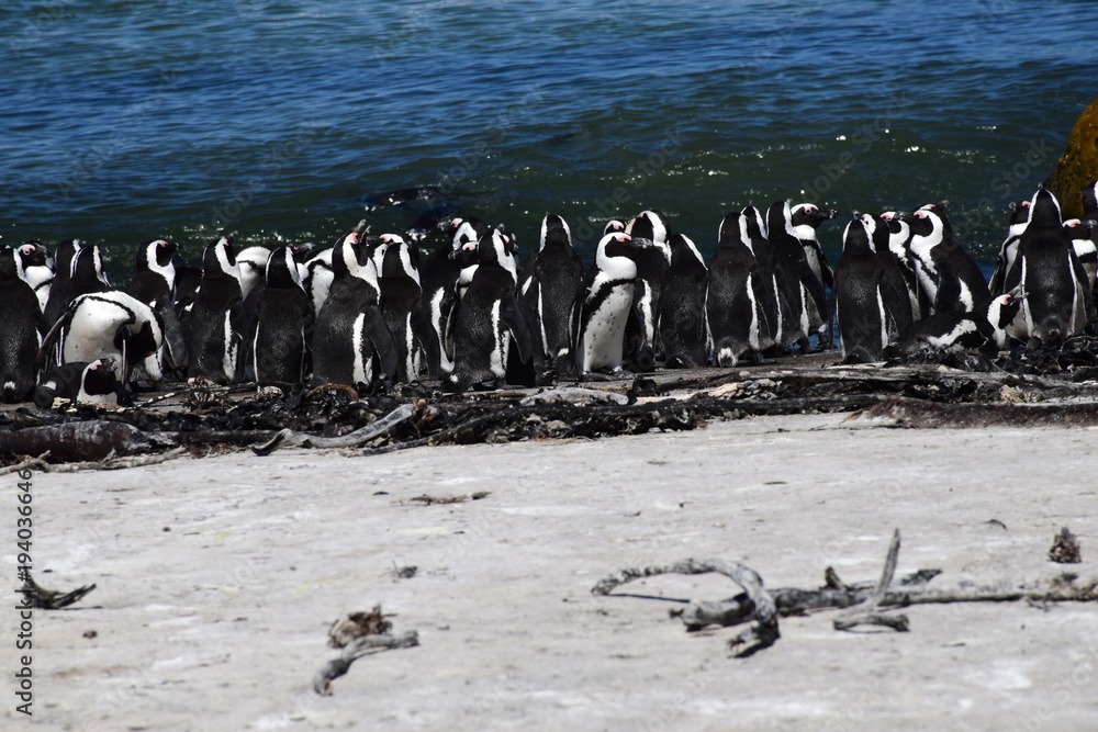 Fototapeta premium Brillenpinguin