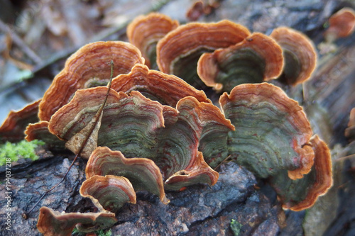 Grzyb - Skórnik aksamitny (Stereum subtomentosum) photo