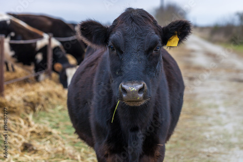 Fényképezés Black angus cow looking at camera