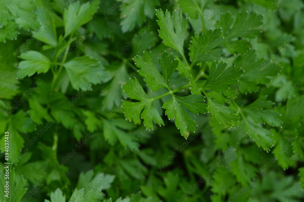 Parsley. Petroselinum. parsley leaves. Green leaves. Parsley growing in the garden. Close-up. Garden. Field. Growing herbs. Horizontal photo Parsley. Petroselinum. parsley leaves. Green leaves. Parsley growing in the garden. Close-up. Garden. Field. Growing herbs. Horizontal photo