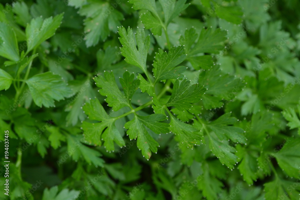 Parsley. Petroselinum. parsley leaves. Green leaves. Parsley growing in the garden. Close-up. Garden. Field. Growing herbs. Horizontal Parsley. Petroselinum. parsley leaves. Green leaves. Parsley growing in the garden. Close-up. Garden. Field. Growing herbs. Horizontal