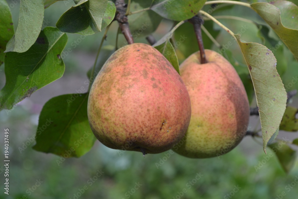 Pear. Pyrus communis. Tree with ripe pear fruit. The branches of a pear tree. Horizontal photo. close-up. Green leaves Pear. Pyrus communis. Tree with ripe pear fruit. The branches of a pear tree. Horizontal photo. close-up. Green leaves