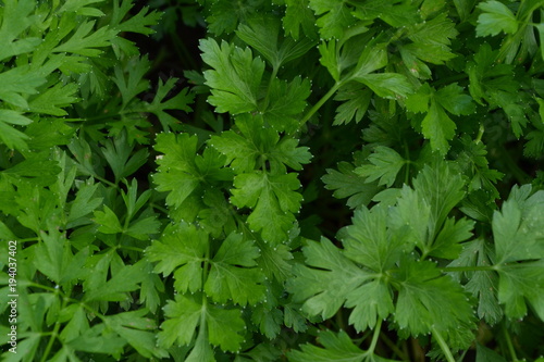 Parsley. Petroselinum. parsley leaves. Green leaves. Parsley growing in the garden. Close-up. Garden. Field. Farm. Horizontal photo