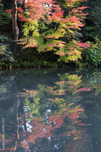 colored maple trees, momijis, in autumn , at Kenroku en garden in Kanazawa Japan