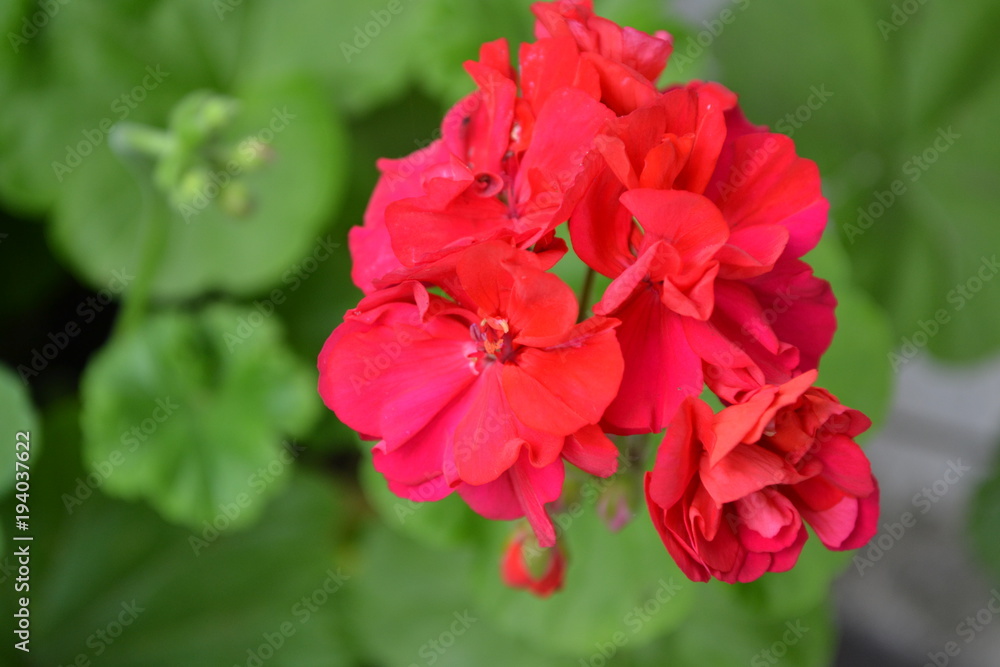 Pelargonium. Garden plants. Geranium pink. Flowers. Useful houseplant. Beautiful inflorescence. Close-up. Horizontal. On blurred background
