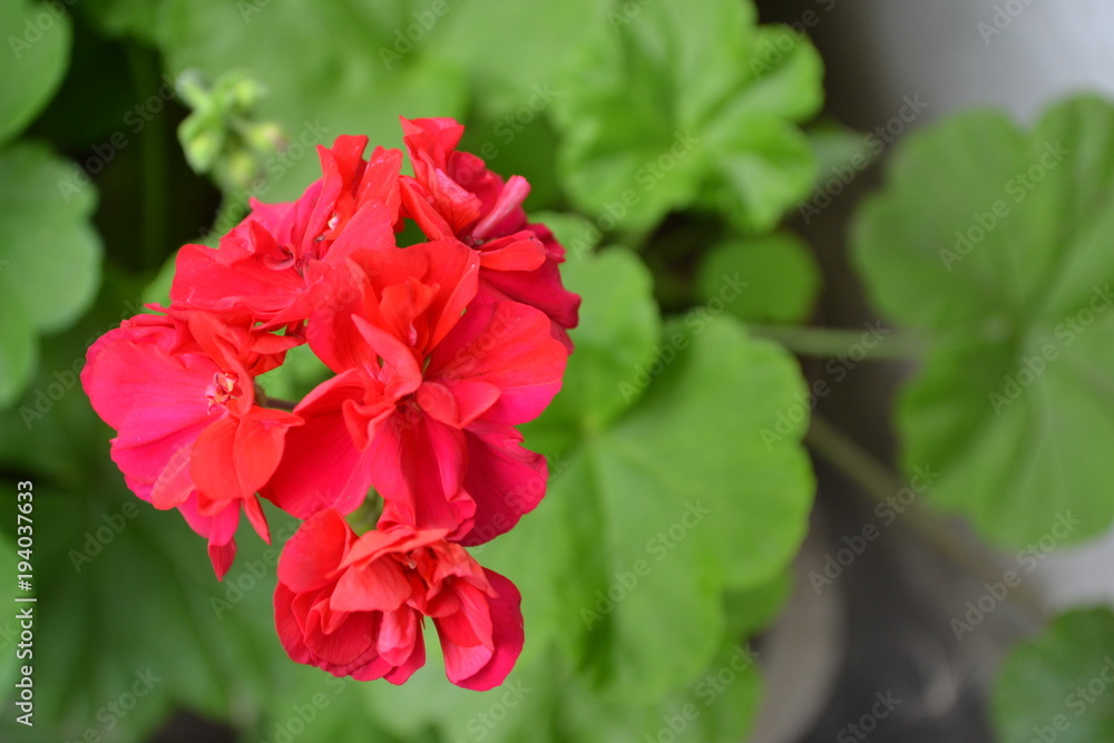 Pelargonium. Garden plants. Geranium pink. Flowers. Useful houseplant. Beautiful inflorescence. Horizontal photo. On blurred background