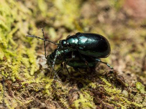 Flea beetle mating