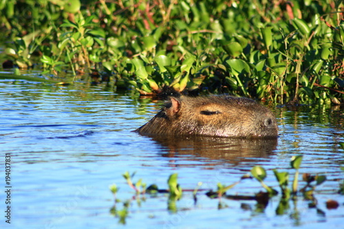 Capibara, Argentina