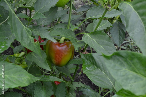 Pepper. Capsicum annuum. Pepper red. Pepper growing in the garden. Field. Cultivation of vegetables. Agriculture. Horizontal photo