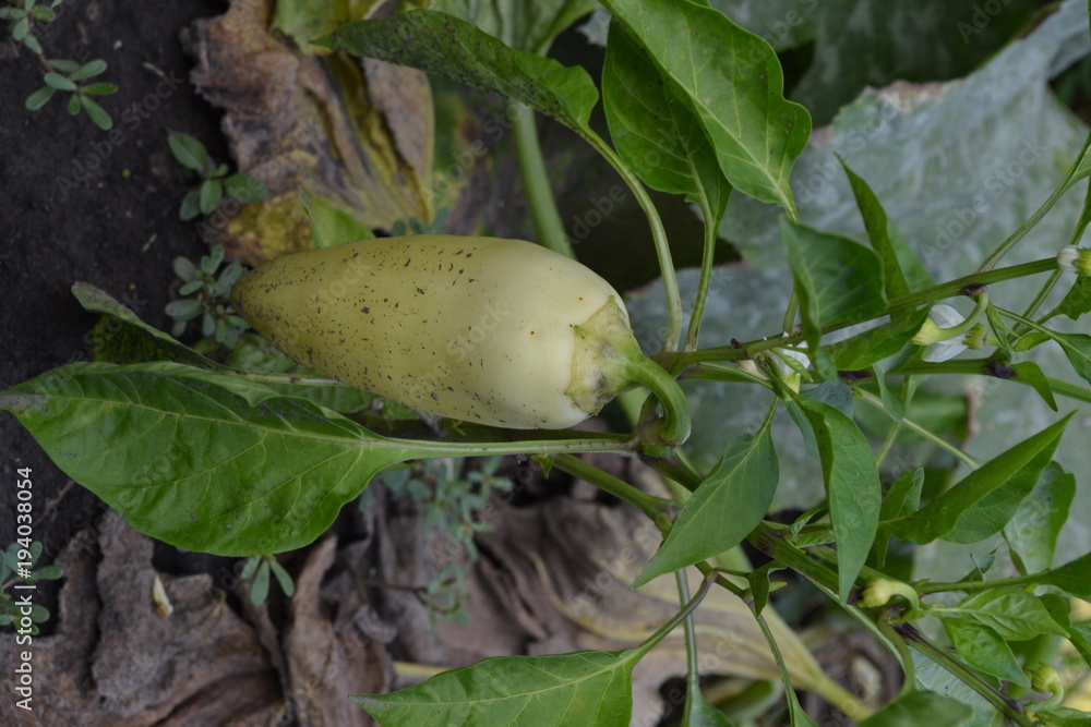 Obraz premium Pepper. Capsicum annuum. White pepper. Pepper growing in the garden. Garden. Field. Cultivation of vegetables. Agriculture. Vertical