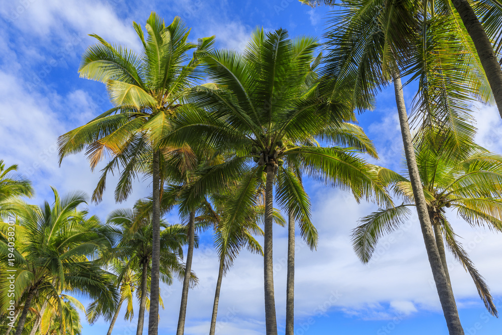 Palm background from Hawaii