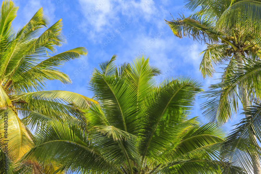 Fototapeta premium Palm background from Hawaii