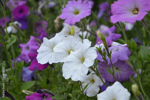 Petunia. Stimoryne. Petunia nyctaginiflora. Delicate flower. Flowers of different colors - white, pink, purple. Bushes petunias. Green leaves. Garden. Flowerbed. Horizontal