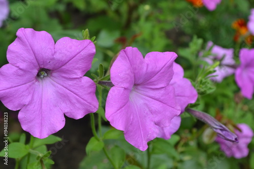 Petunia. Stimoryne. Petunia nyctaginiflora. Delicate flower. Flowers pink. bushes petunias. Garden. Flowerbed. Growing flowers. Beautiful plants. Horizontal photo