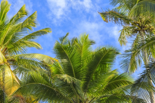 Palm background from Hawaii