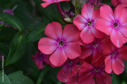 Phlox. Polemoniaceae. Beautiful inflorescence. Flowers pink. Growing flowers. Flowerbed. Garden. Floriculture. On blurred background. Close-up. Horizontal