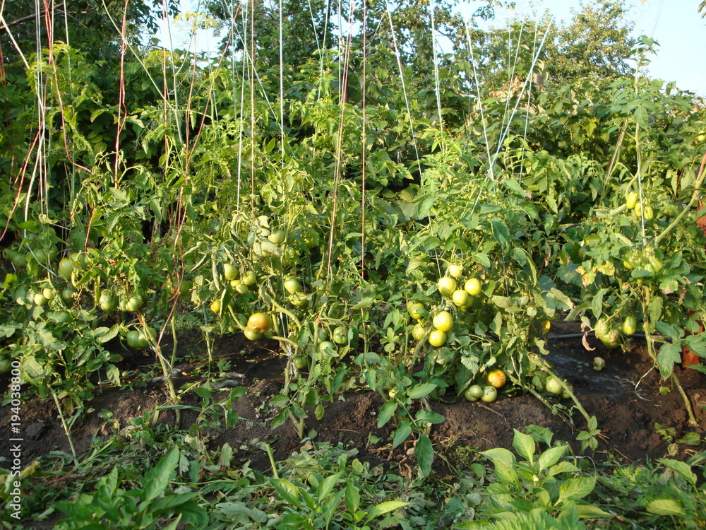 Bed with unripe green tomatoes. In large numbers, tied up on trellises. Bed with unripe green tomatoes. In large numbers, tied up on trellises.
