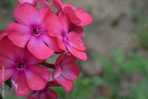 Phlox. Polemoniaceae. Beautiful inflorescence. Flowers pink. Nice smell. Growing flowers. Flowerbed. On blurred background. Close-up. Horizontal photo