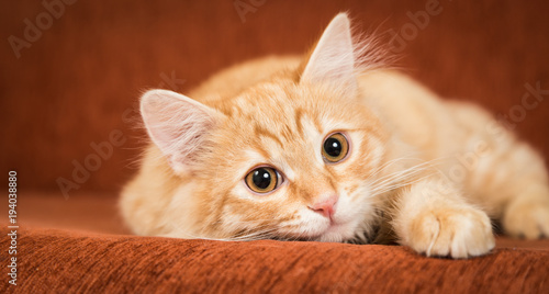 Lovely red kitten lies on the couch © maria1701