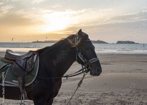 Essaouria, Morocco - September 2017: Horse with a harness and saddle  standing on a beach - kitesurfers and a golden sunset in the back ground.