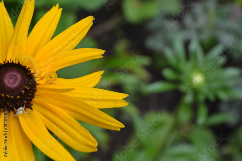 Rudbeckia. Perennial. Similar to the daisy. Tall flowers. Flowers are yellow. Flowerbed. Floriculture. Close-up. On blurred background. Horizontal photo