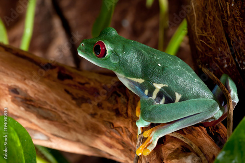 Beutiful red-eyed frog female