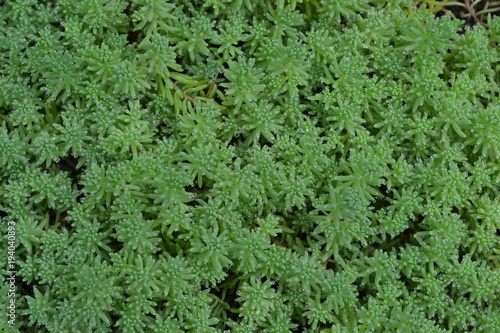 Stonecrop. Hare cabbage. Sedum. Green moss. Decorative grassy carpet. Flowerbed, garden. Horizontal photo