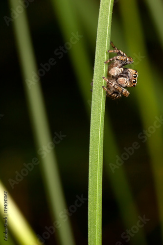 Jumping spider on the grass 