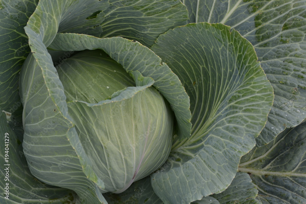 Fototapeta premium White cabbage. Close-up. Cabbage growing in the garden. Brassica oleracea. Growing cabbage. Field. Farm