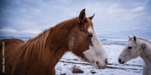 Closeup view of a horse in a snowy mountain landscape © Patrick