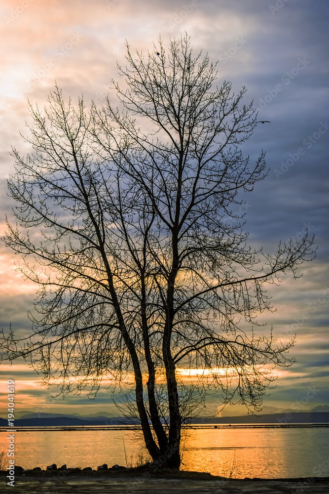 Black silhouette of a tree without castings against the background of an evening landscape with an orange river Black silhouette of a tree without castings against the background of an evening landscape with an orange river