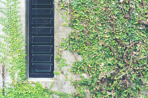Ivy leaves on loft style wall