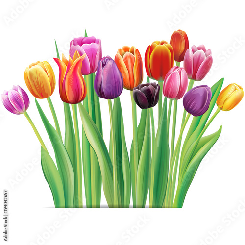 Bouquet of multicolor tulips