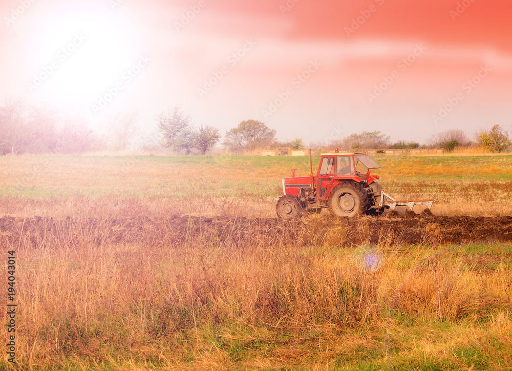 Fototapeta premium Farm Tractor in a field on a Farm at sunset