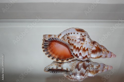 Charonia tritonis  shell