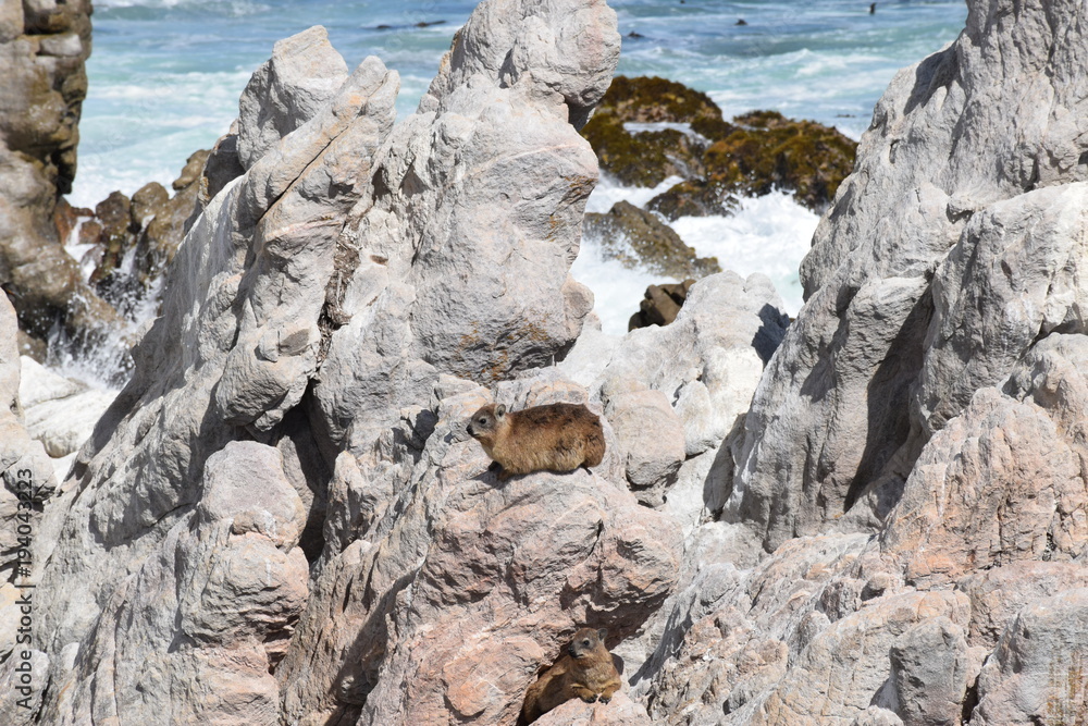 Dassie, Klippschliefer zwischen den Felsen Dassie, Klippschliefer zwischen den Felsen