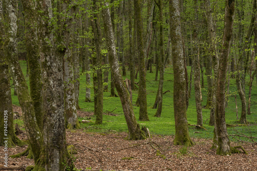 Fototapeta premium FRühlingswald