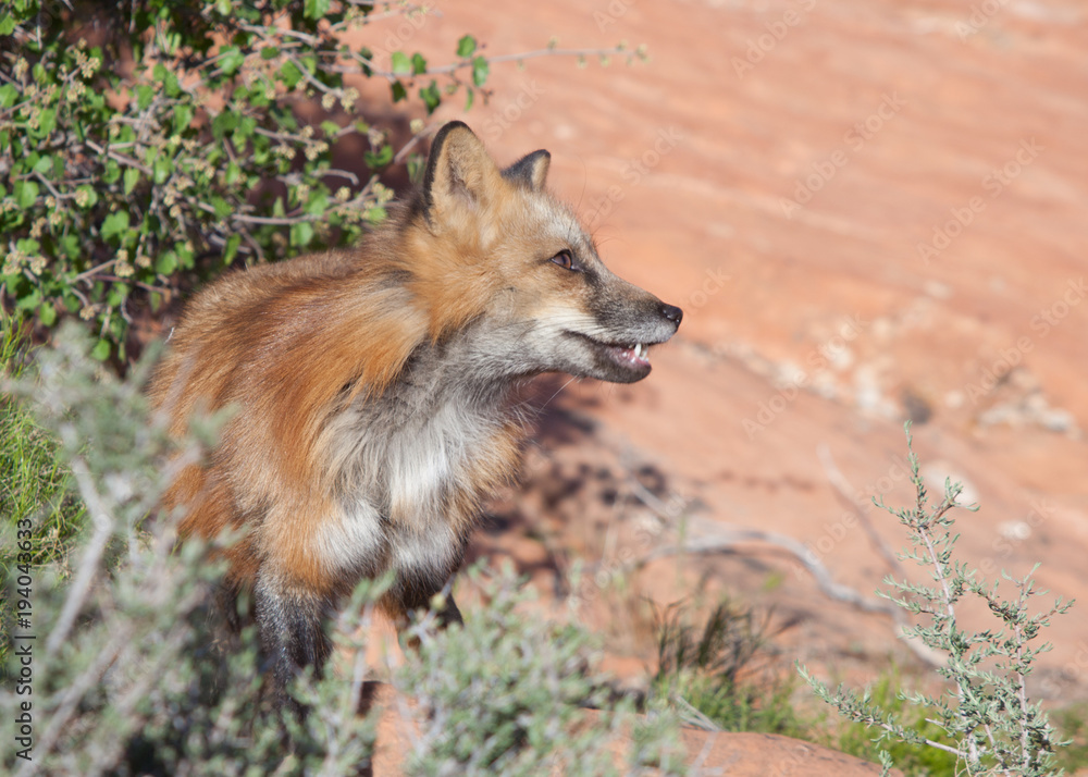 Fototapeta premium A red fox is in the red rock desert of Southern Utah standing on the edge of the bushes looking out into the open.