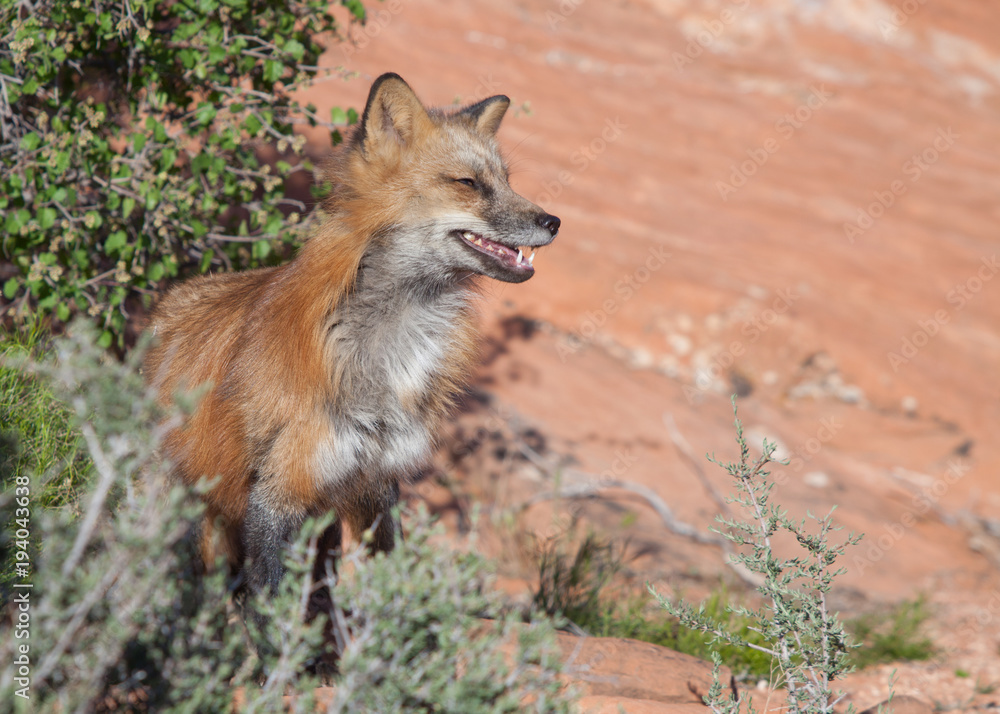 A red fox stands in low brush in the red rock desert of Southern Utah looking like he's laughing at something.