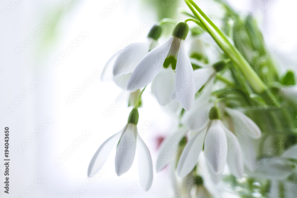 Spring snowdrop flowers blooming in sunny day Spring snowdrop flowers blooming in sunny day