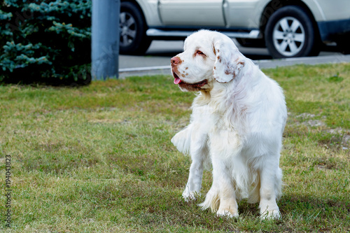 Fototapeta Naklejka Na Ścianę i Meble -  Clumber Spaniel looks aside. The Clumber Spaniel stands on the grass in the park.