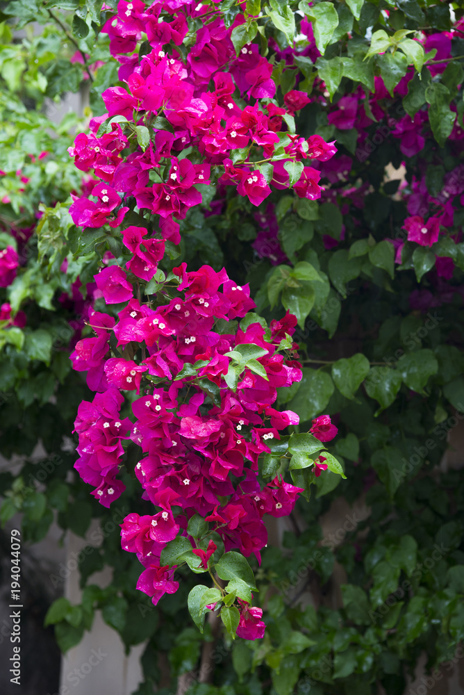 Bougainvillea flowers Bougainvillea flowers