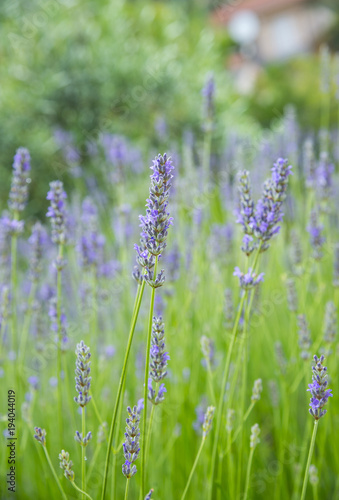 Garden with the flourishing lavender, summer time © Olivia
