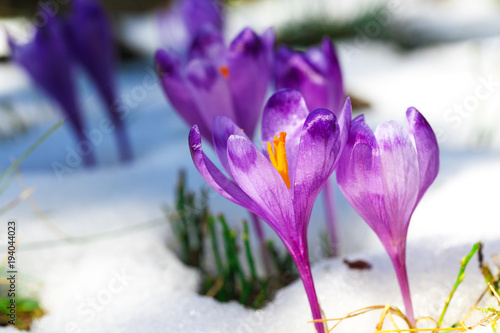 Fotografie Purple crocus flowers in snow awakening in spring