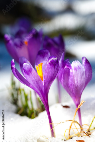 Purple crocus flowers in snow awakening in spring © pilat666