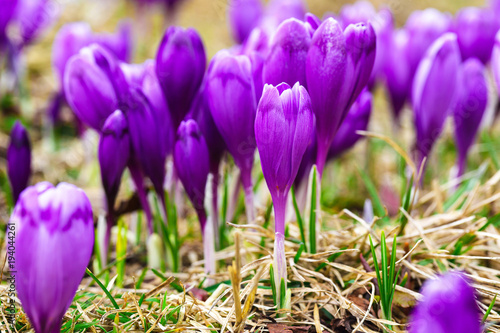 Purple crocus flowers in snow awakening in spring