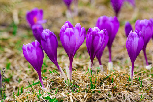 Purple crocus flowers in snow awakening in spring